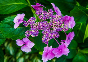 2012 08-Victoria BC Butchart Gardens Flowers